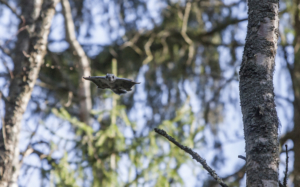 Liito-oravaLIFE_kuva_Benjam Pöntinen_Flying squirrel_gliding Liito-orava liitää metsässä
