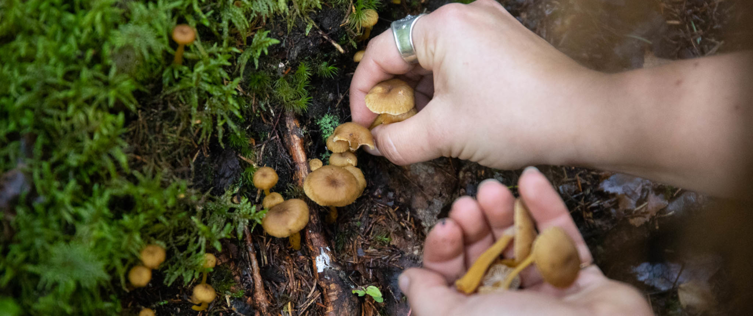 A human is picing mushrooms in her hand in the forest