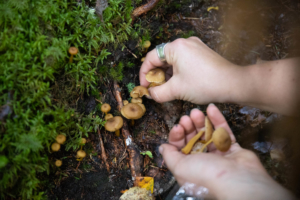 Ihminen kerää suppilovahveroita käteensä metsässä