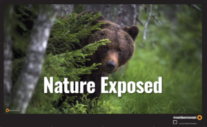 Karhu kurkistaa kuusen takaa. Teksti: Nature exposed.