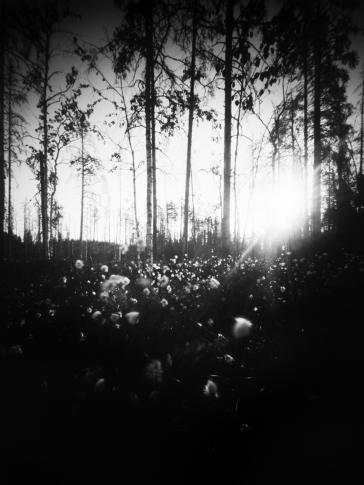 Mustavalkoinen kuva metsästä