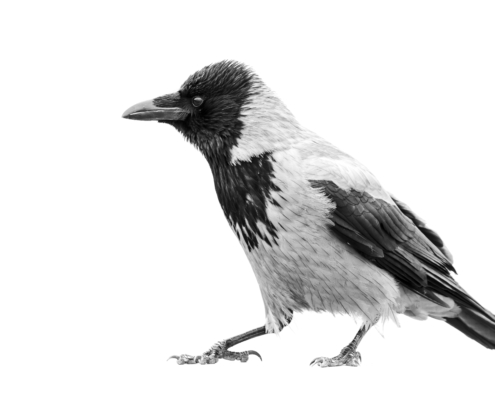 Mustavalkoinen varis