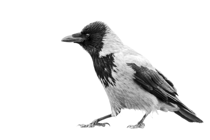 Mustavalkoinen varis