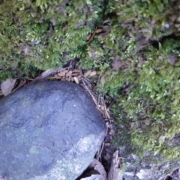 Liito-oravan papanoita maassa