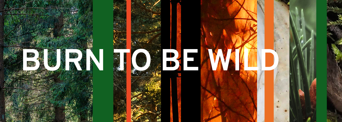 Metsapalaa_1200X1200_eng