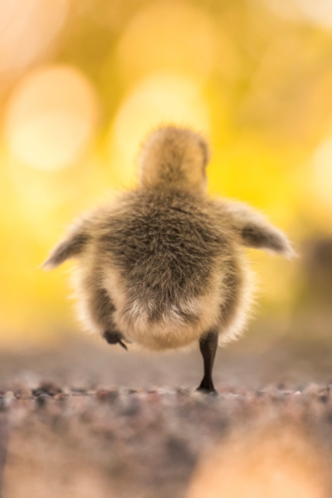 Pieni linnunpoikanen juoksee