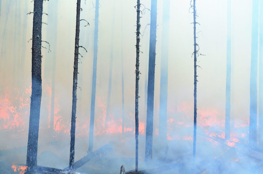 Metsän polttoa ennallistamalla