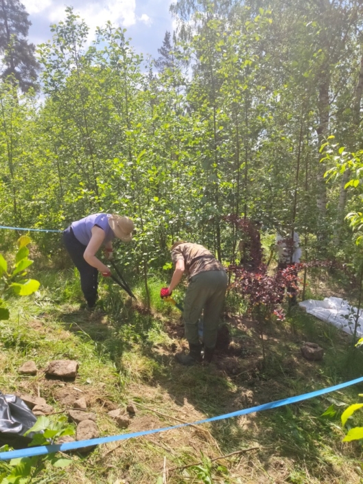 Ihmisiä talkoilemassa vieraslajien kimpussa